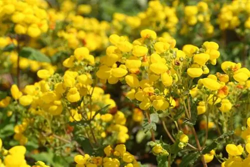 Mga tsinelas na bulaklak sa balkonahe: mga tip sa pangangalaga at lokasyon