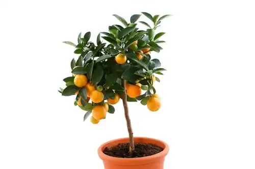 Planting an orange tree