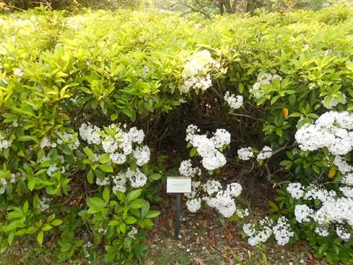 Protezione invernale delle rose di alloro