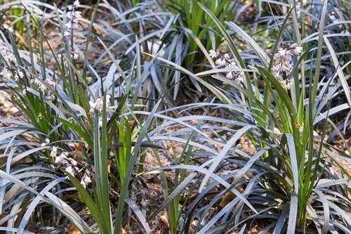 Overwinterende slangenbaard