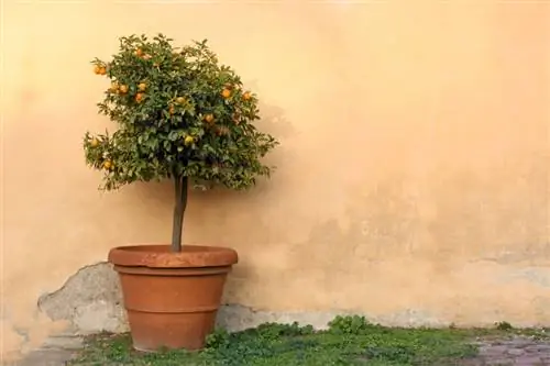 Pull orange tree