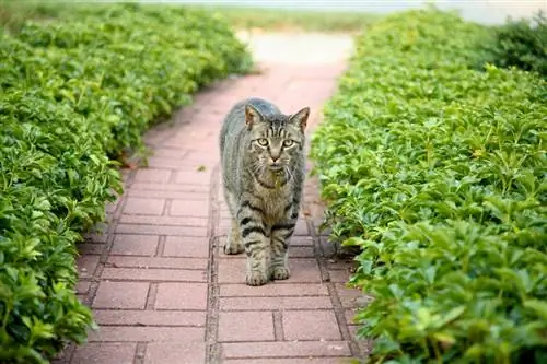 Vet man in die tuin: Giftig vir kinders en troeteldiere?