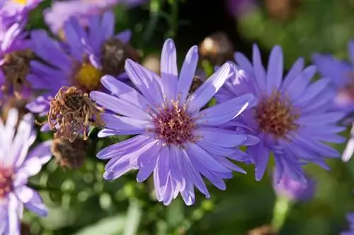 Asters jastëk të qëndrueshëm: zgjedhja e një vendi dhe dimërimi