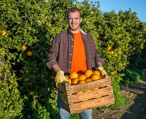 Svernamento dell'arancio: protezione dal freddo e dal gelo