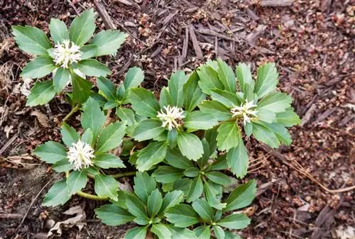 Planting fat men: Tips for the perfect ground cover