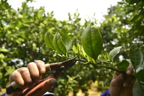 גיזום עץ התפוז