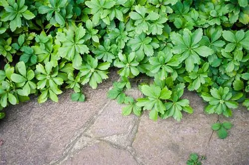 Sečenje debelih ljudi: kada i kako to učiniti ispravno