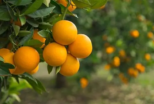 Pinakamainam na pangangalaga: Paano maayos na patabain ang iyong orange tree