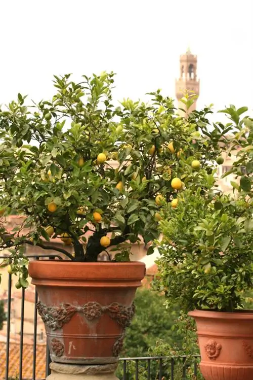 Innaffia l'albero di limone