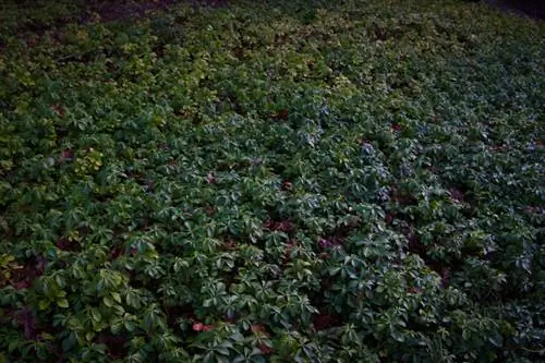 Ziekten bij dikke mannen: herken, behandel en voorkom