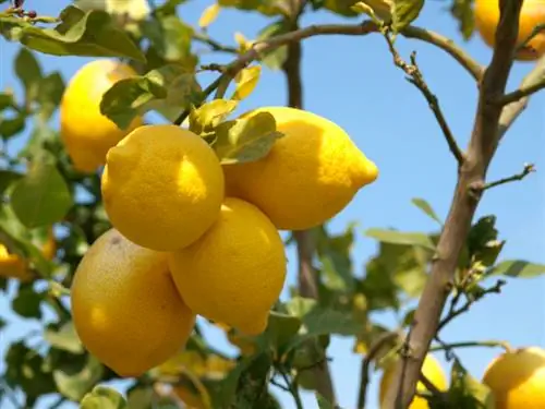 Limon ağacı torpağı