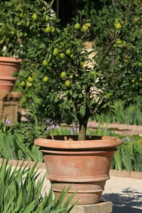 Posizione dell'albero di limone