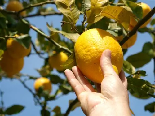 Crescita dell'albero di limone