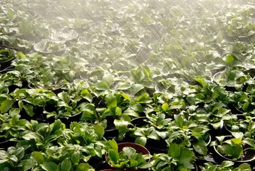 Pachysandra Terminalis bakımı: Sağlıklı zemin örtüsü için ipuçları