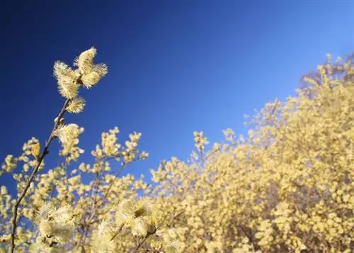 Willow hedges: growth, pruning and care made easy