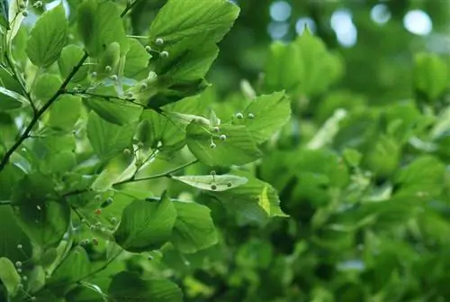 Summer linden tree and winter linden tree: What are the differences?