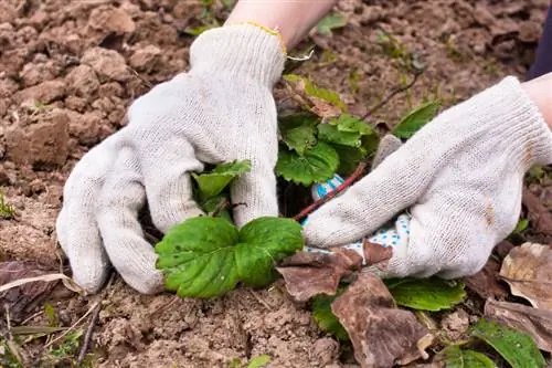 Aardbeien verzorging