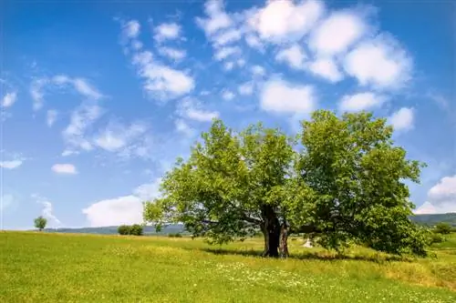 Mulberry tree plassering