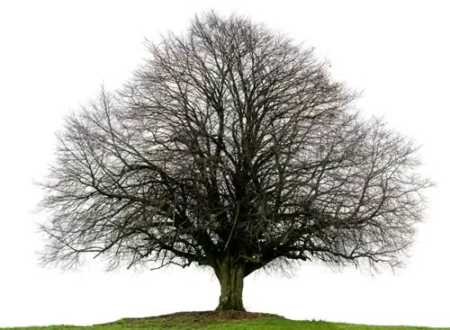 Winter linden tree profile: Everything about the popular tree