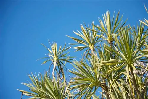 Cordyline australis bakımı: sağlıklı bir bitki için ipuçları