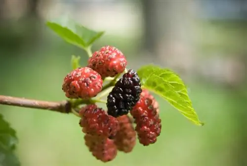 Plantando amoras vermelhas: cuidado fácil e frutas deliciosas