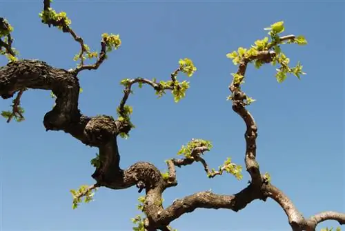 Pruning the mulberry tree