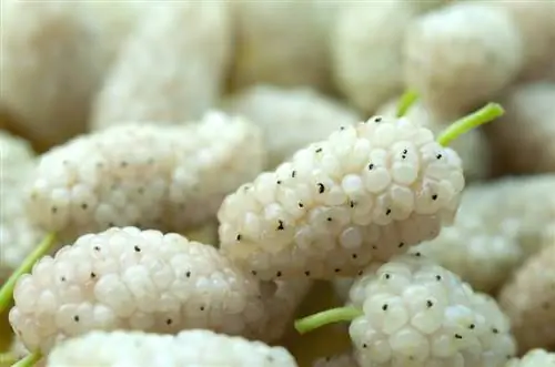 Varietas pohon murbei