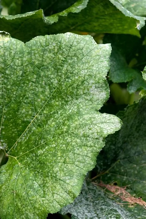 Meeldauw aardbeien