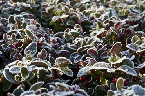 Hardy partridgeberry: The ideal perennial for cold months