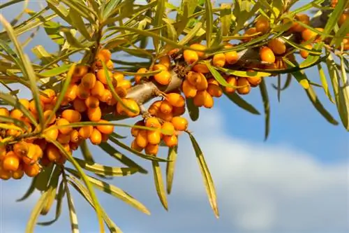 Pag-aani ng sea buckthorn nang walang pagdanak ng dugo: Ganito ito gumagana