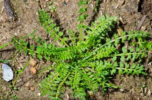 Växt Erodium