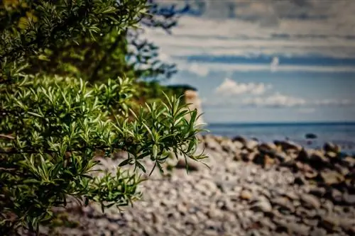 Arrels d'arç de mar: tot el que necessiteu saber