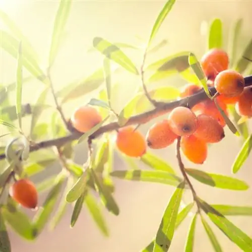 ทะเล buckthorn Leikora ในสวน: การเจริญเติบโตการดูแลและการเก็บเกี่ยว