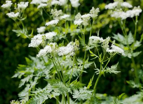 Sweet umbel: Versatile use in the kitchen and garden