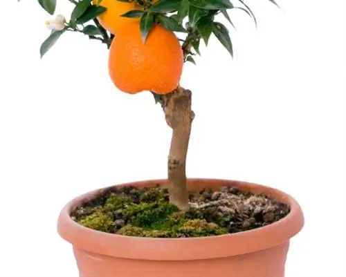 I-repot ang orange tree