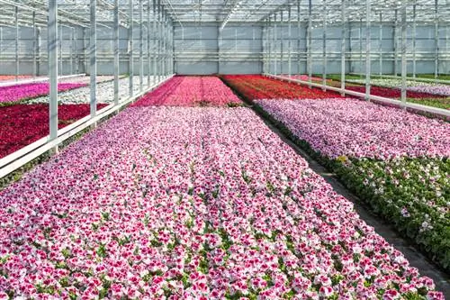 Geranium: temukan beragam warna untuk balkon dan taman