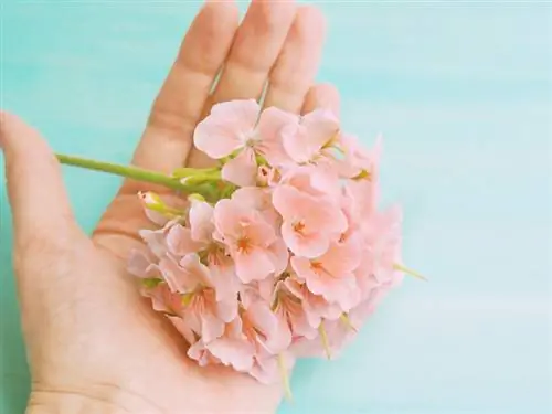 Pelargonium myrkyllinen