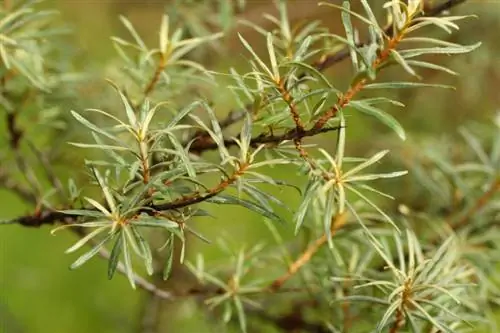 Olivello spinoso maschio: perché è indispensabile in giardino?