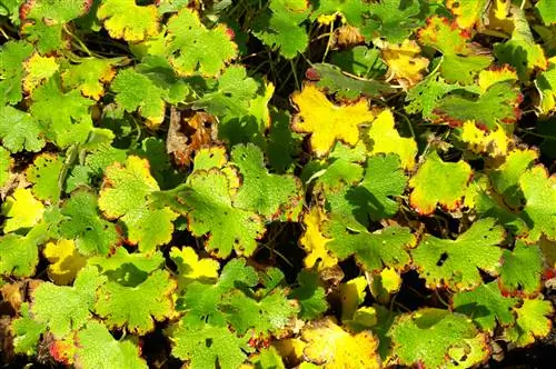 Daun kuning pada geranium? Bagaimana untuk menyelesaikan masalah