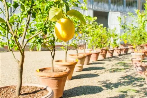 Membeli pohon lemon: harga, pilihan dan tips