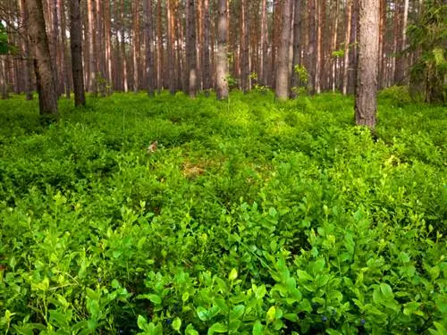 Tökéletes talaj áfonyának: így működik a savanyítás