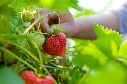 Varietà di fragole