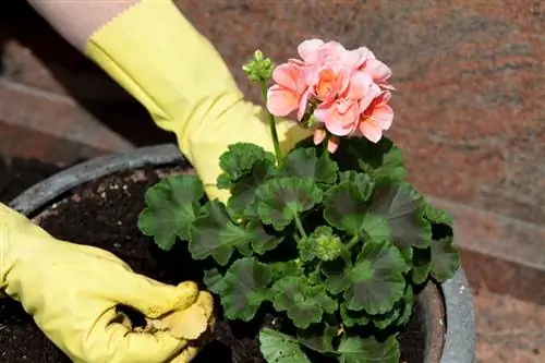 Pelargoniumas lauke