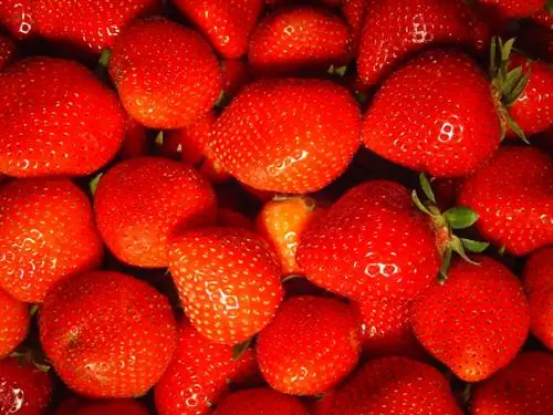 Buwanang strawberry varieties