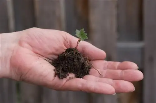 Semillas de pelargonio