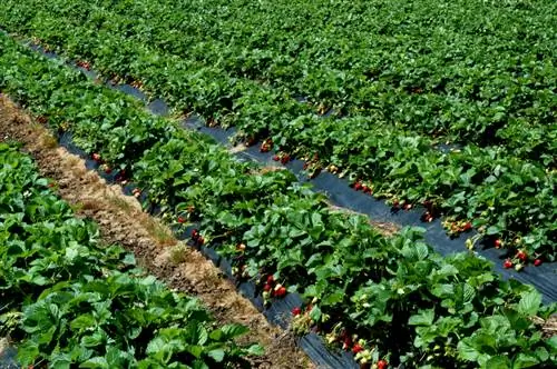 Fertilize strawberries: when and with which fertilizer? expert advice