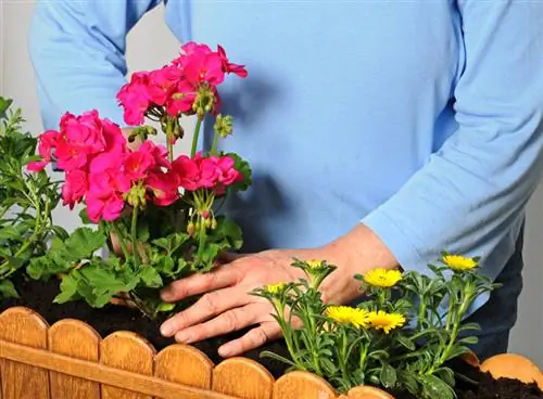 Combinando gerânios: Quais flores são melhores?