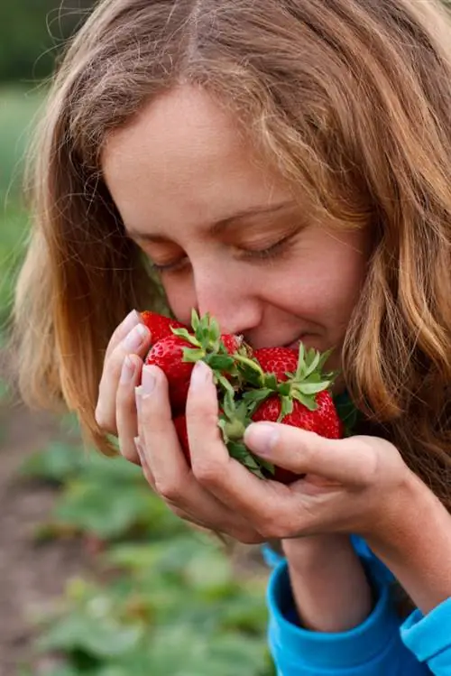 Fresas variedades antiguas