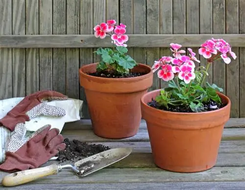 Pelargonium planting time