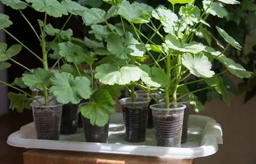 Propagating geranium cuttings: This is guaranteed to work